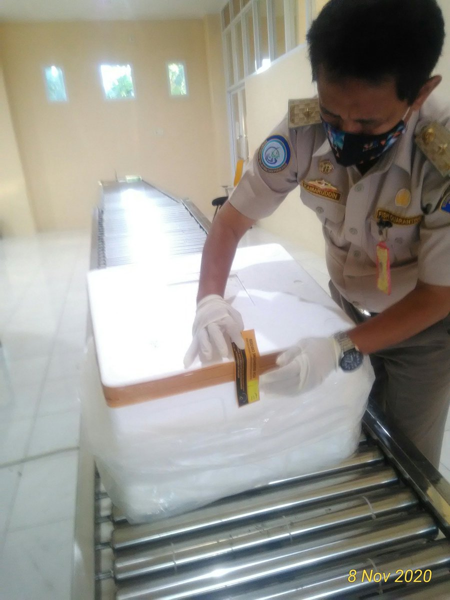 BPPMHKPMakassar's tweet photo. 08/11/20 pemeriksaan fisik kebenaran jenis dan jumlah terhadap lalulintas domestik tujuan Jakarta berupa Udang Windu segar 115kg, 5 koli 
di TPFI BBKIPM Makassar
 #OneHealthKIPM
@rinajanwar2201 
@idjahChadidjah
@HumasBKIPM https://t.co/UrZLVPGv9f https://t.co/hZfmQylF2E
