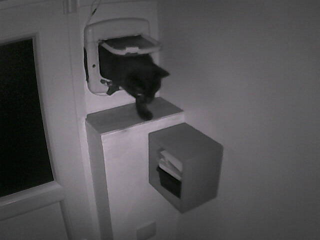 PepitoTheCat's tweet photo. Pépito is back home (23:33:20) https://t.co/u7nO6VeDIC