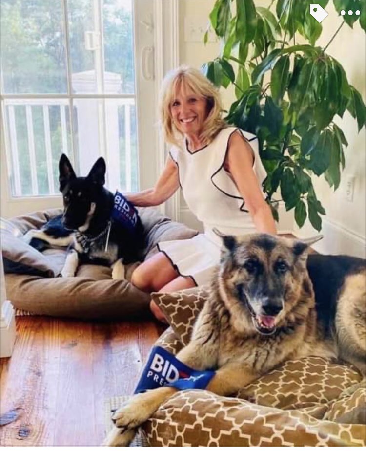 bertiladamas's tweet photo. And for all the #dogs of America!! Youβre back #pets #dogsoftwitter #dogsofamerica And one of them is a rescue!! https://t.co/ssVUD37WcY