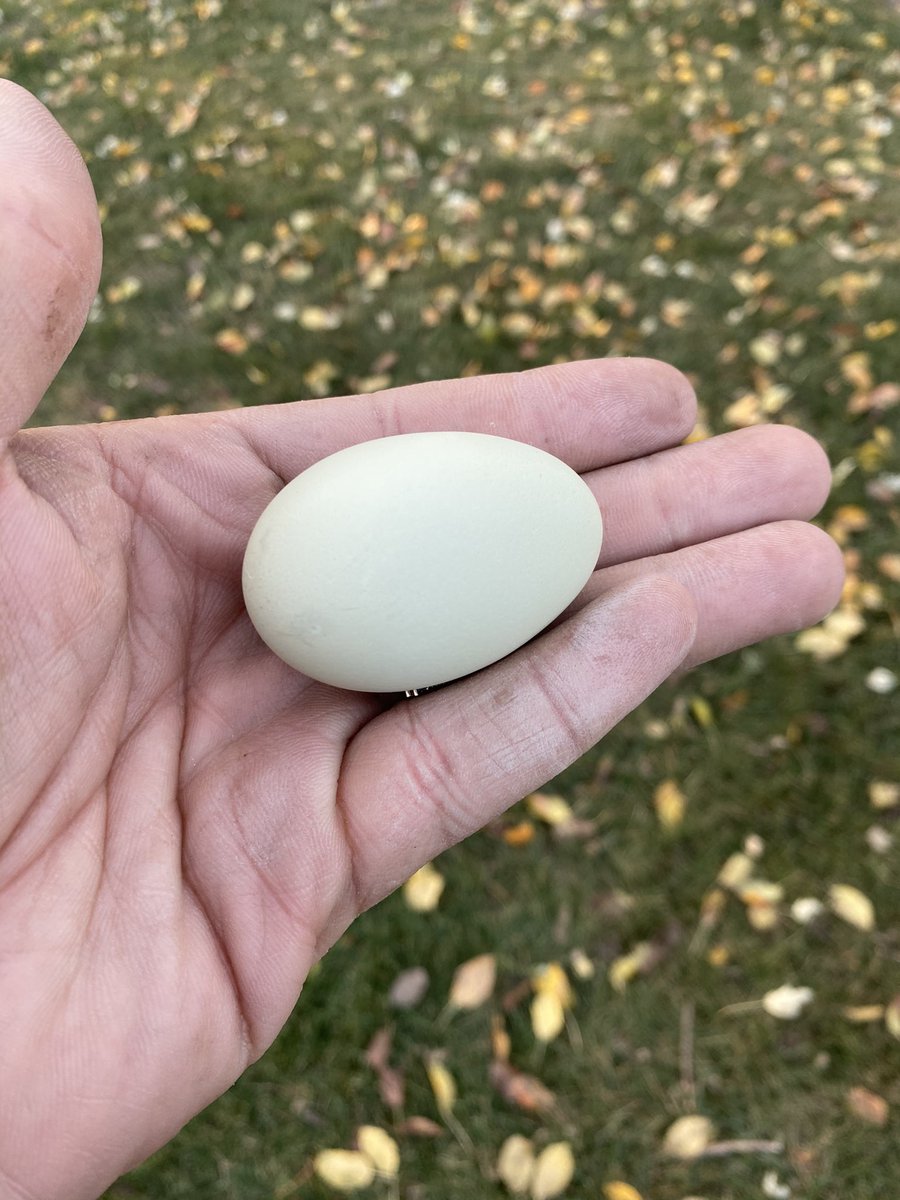 FarmPhillips's tweet photo. We received our first egg from this girls today. A nice olive colored egg. The ceramic eggs worked in showing them where to lay. https://t.co/SuoQjA4LJ4