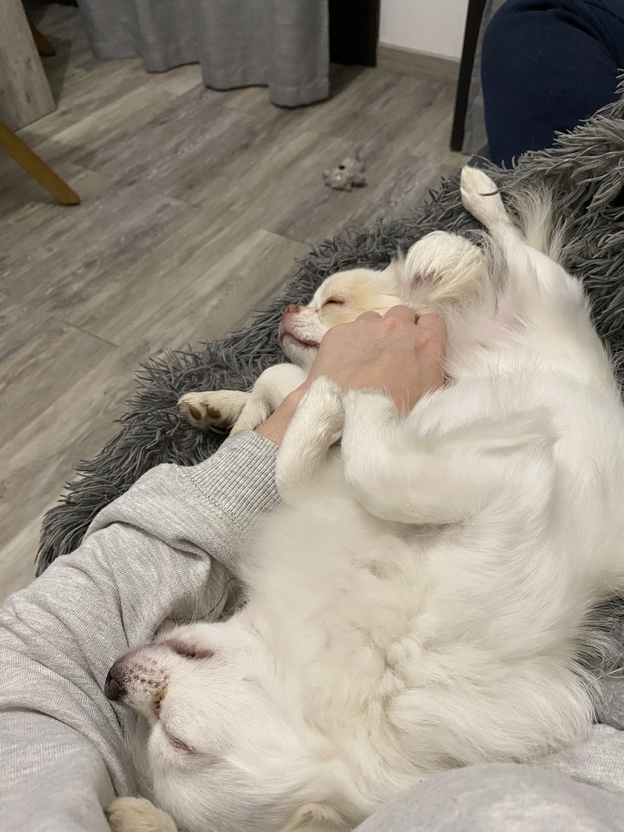 wiskyno's tweet photo. Comodi eh...😅❤️ https://t.co/Gt8xOfXeA2