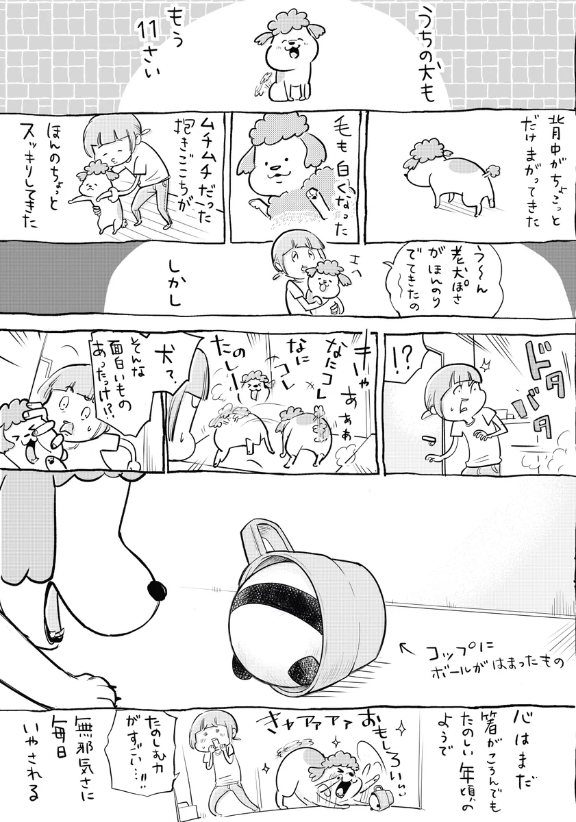 犬と猫がどっちもいる生活は？歳をかさねても毎日たのしい！
