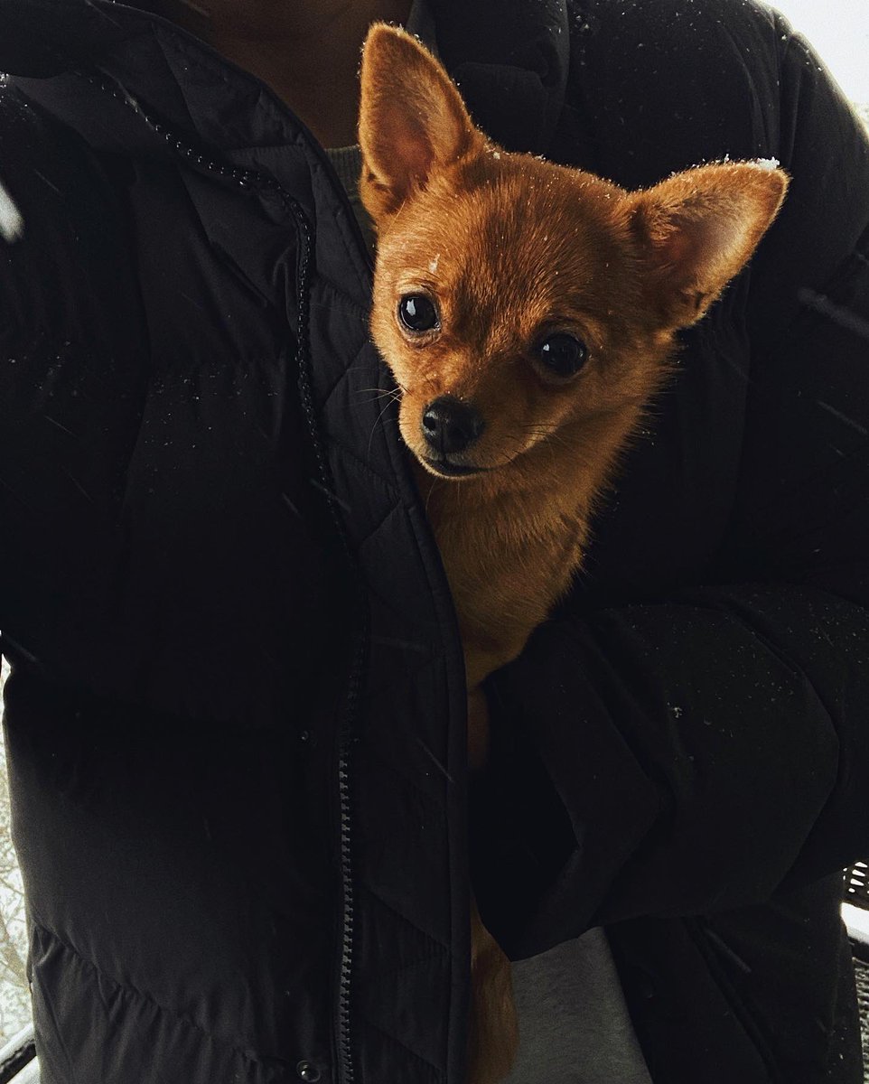 antonatienza's tweet photo. snow day ❄️ bundled up with butters in the #mrsuperpuff 🖤
@aritzia #aritzia #tnabyaritzia #thesuperpuff https://t.co/6tb4mxua2n
