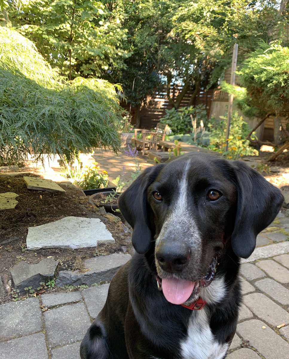 kendallclawson's tweet photo. @MikeKATU Blazer sends a big #PawFive to Lola, @JoeBiden , @KamalaHarris , the #DogsoftheWhiteHouse and most importantly, the #DogsofAmerica ! #DogsRule https://t.co/xJCy8YFrpe