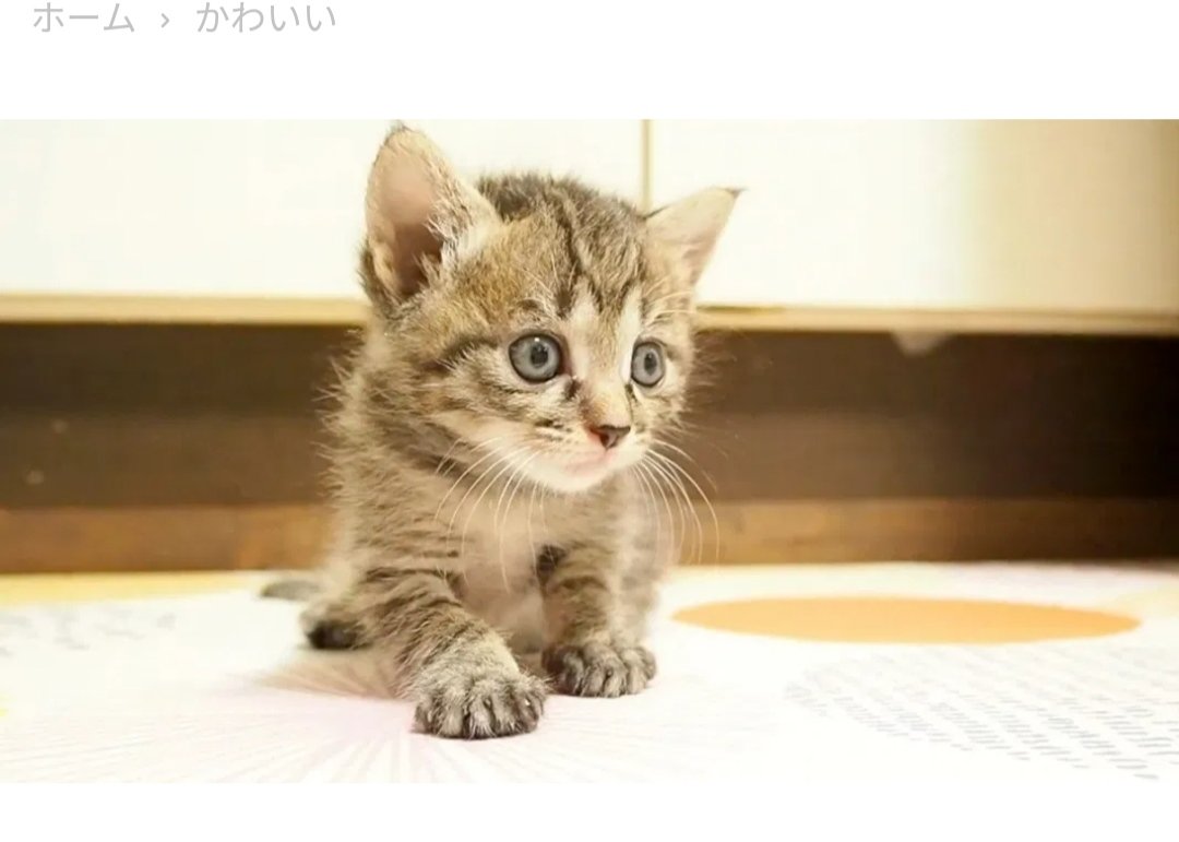 ミッチ めちゃくちゃ可愛い保護猫のナンちゃん ノカワィィ ピンクさんの足元を警備する姿が可愛すぎる 姉のクッキーちゃんから警備をするナンちゃんカワユス エウレカねこ部 こねこオフショットチャンネル 保護猫 T Co Gmxosvmoth ミッチ めちゃくちゃ可愛い保護猫のナンちゃん ノカワィィ ピンクさんの足元を警備する姿が可愛すぎる 姉のクッキーちゃんから警備をするナンちゃんカワユス エウレカねこ部 こねこオフショットチャンネル 保護猫 T Co Gmxosvmoth
