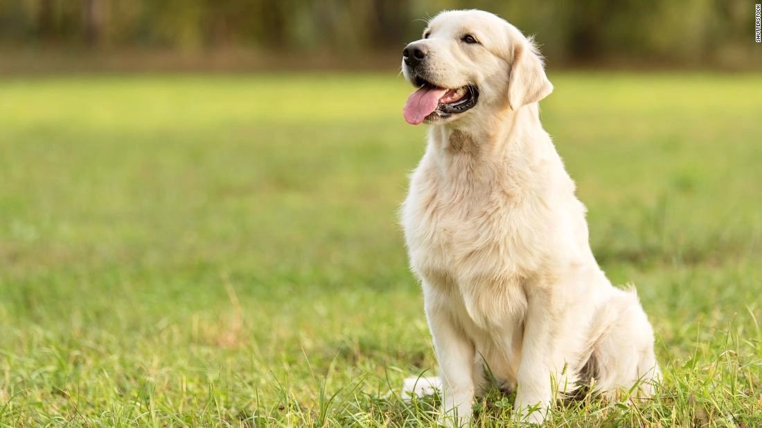 hstisgolden's tweet photo. elimina uno (animales) https://t.co/FRJ3Iyjl32