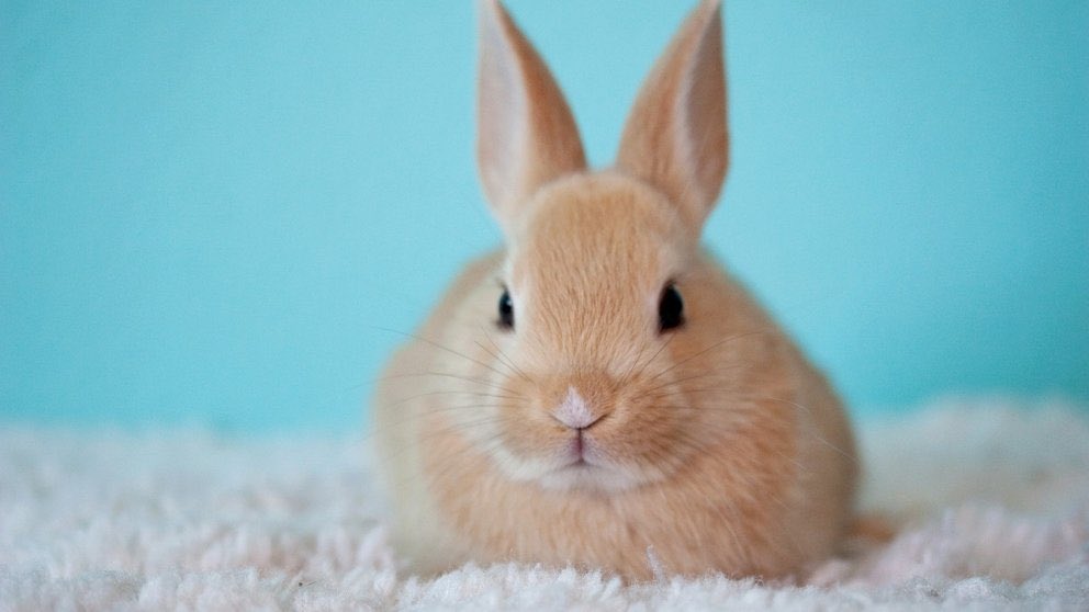 hstisgolden's tweet photo. elimina uno (animales) https://t.co/FRJ3Iyjl32