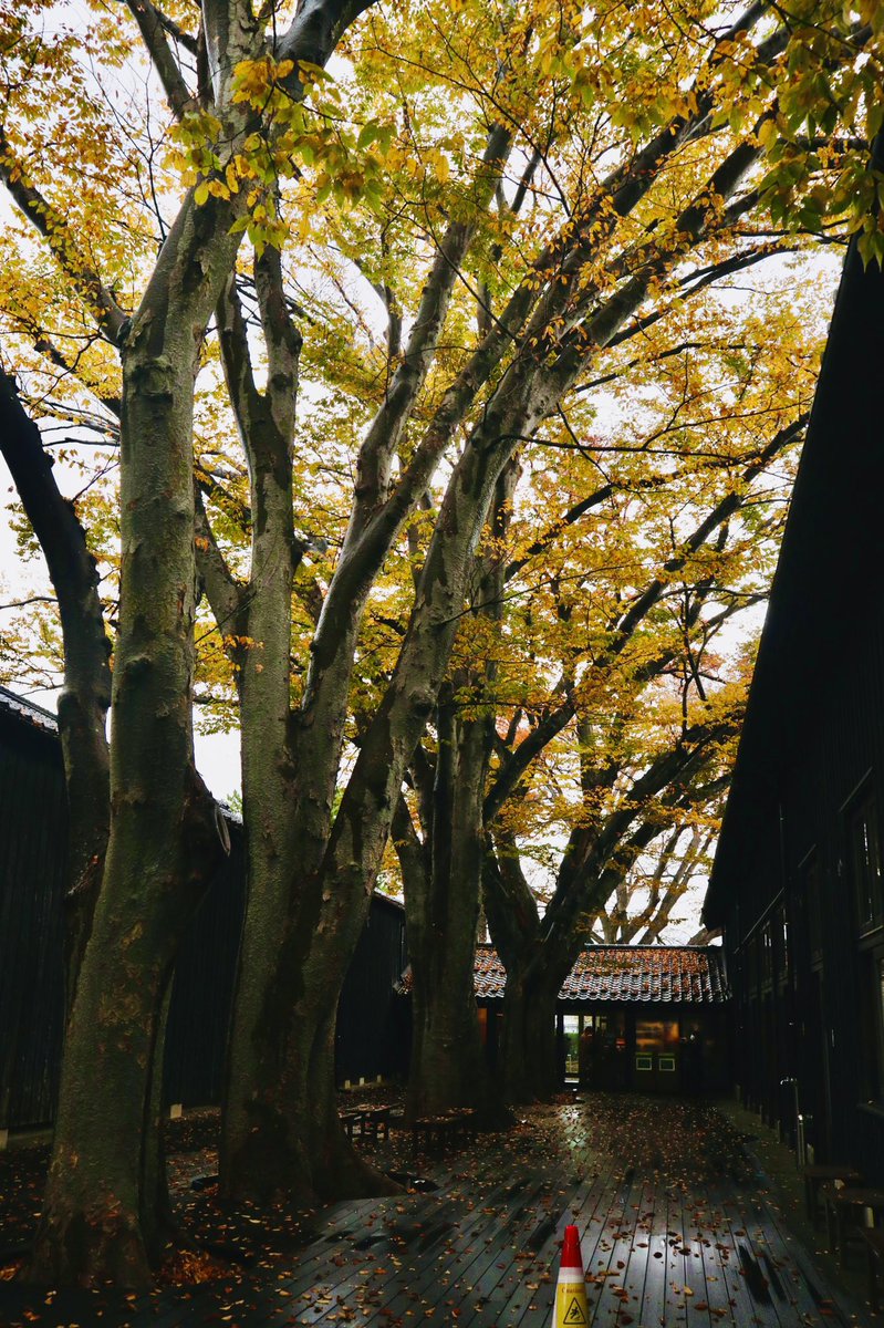 GoToキャンペーンにあやかって、隣県山形県にお邪魔しました！
それにしても、相変わらず素敵な風景の「山居倉庫」　紅葉の欅と、枯葉のペイブメントと、倉庫の漆黒のコラボは最高でした(*^^*)
＃山形 #山形県 #山形県 #山居倉庫 #酒田市 #風景 #風景写真 #写真好きな人と繋がりたい