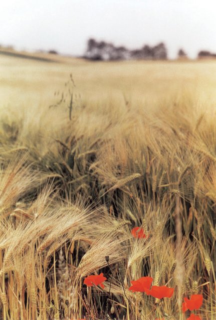 •
Goodnight
•
#BeautyInArt
•
If you tend to a flower, 
it will bloom, 
no matter 
how many weeds 
surround it.
•
🖊 #MatshonaDhliwayo
•
#wheatfield 🌾
#poppies 🌺
•
📷 #RalphGibson 
•