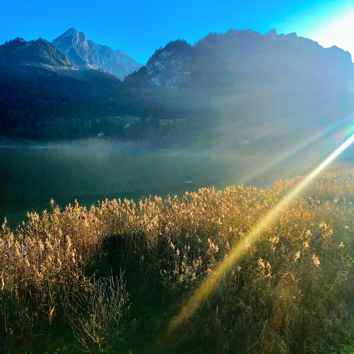 hoschibern's tweet image. 