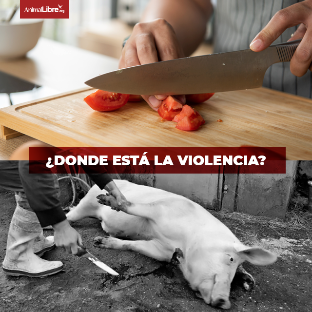 Animal_Libre's tweet photo. ¡Tomemos decisiones que no le quiten la vida a quienes deseaban vivir! https://t.co/ZlGhrS6D7X