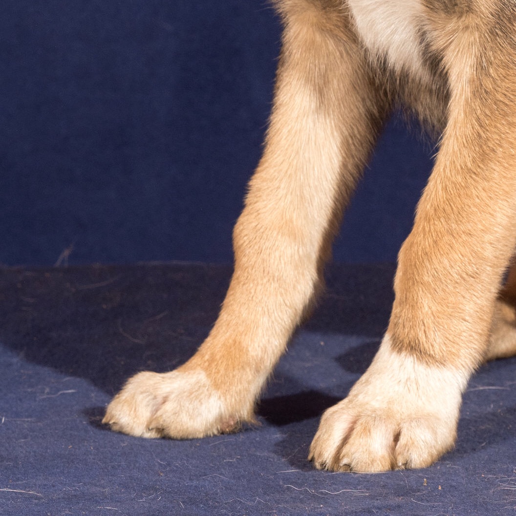 rileydyche's tweet photo. Can you guess the puppy based off paws only? https://t.co/VwPcQ4Aml6
