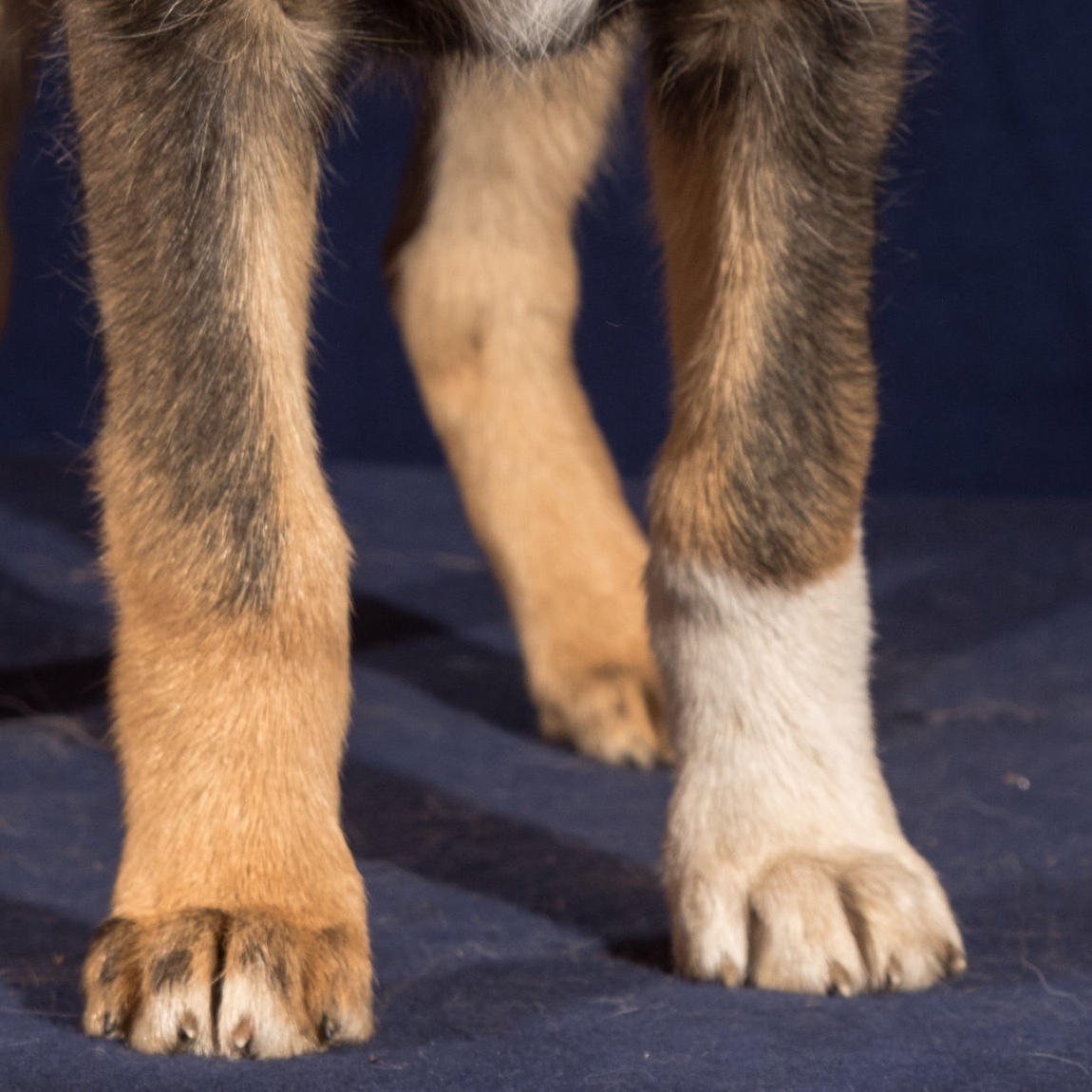 rileydyche's tweet photo. Can you guess the puppy based off paws only? https://t.co/VwPcQ4Aml6