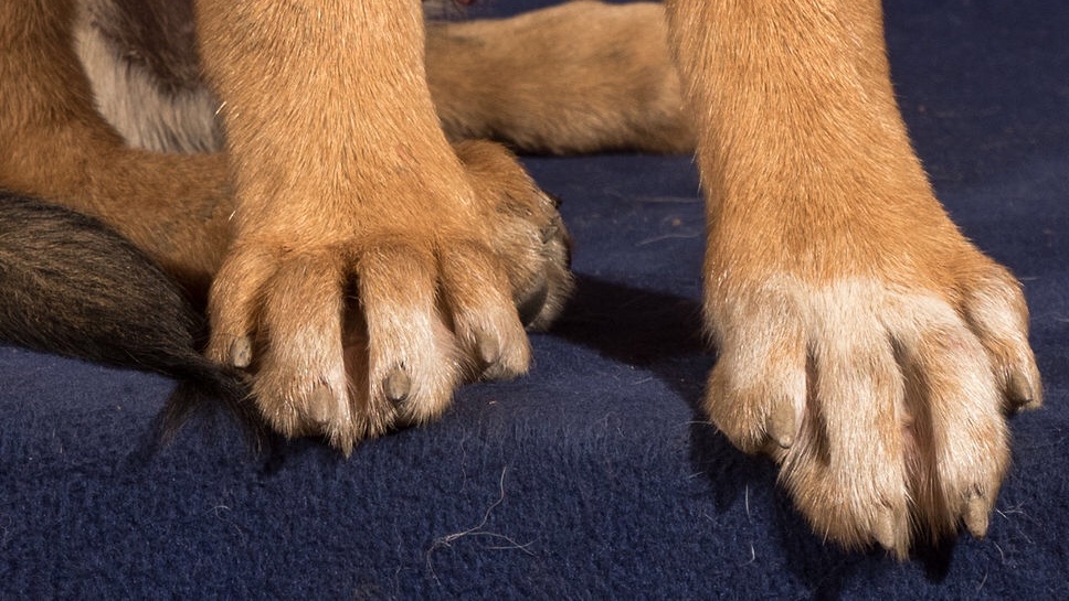 rileydyche's tweet photo. Can you guess the puppy based off paws only? https://t.co/VwPcQ4Aml6