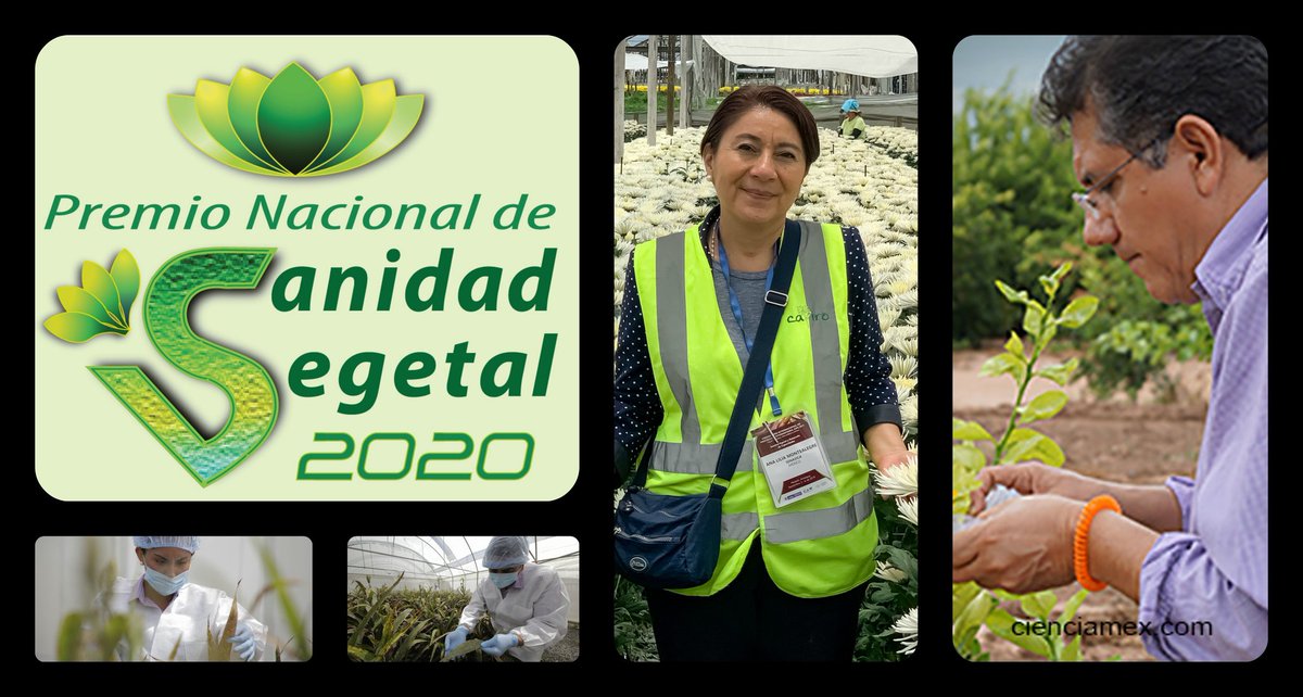 vmva1950's tweet photo. Me da mucho gusto presentarles a los ganadores del Premio Nacional de Sanidad Vegetal 2020: La bióloga Ana Lilia Montealegre Lara, por el Mérito Fitosanitario, y el doctor Isabel López Arroyo, por Labor Científica. Felicidades! (1/2) https://t.co/Jmihp1YgT9