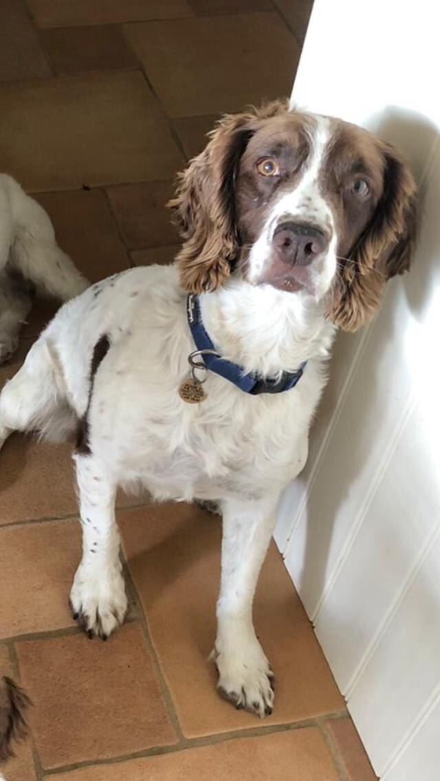 rosieDoc2's tweet photo. #lost Dodger #ESS 7/11/20 #Batcombe  #naturereserve 4pm seen at #Hillfieldpriory 6pm /have been driving around/chipped/has wonky tail/blue collar/tag Would u be able to spread word to any1 you know that way?TYXx https://t.co/Hky0gNAlja
@MissingPetsGB @bs2510 @HunnyJax @MolliePug https://t.co/VEslCHu3vQ