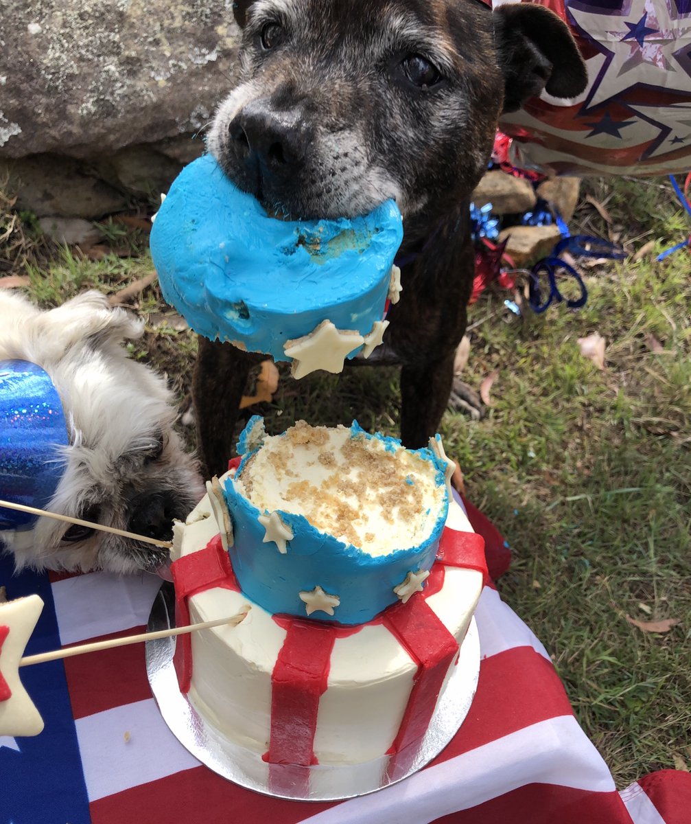 uwdogs's tweet photo. If you live outside AUS or the USA we have Prizes for you too! Enter our #launch #Competition now for a chance to WIN 2 x Deluxe UWDOGS Pamper PacksπΎπ ENTER with @chubbs_and_angel on #Instagram NOW before all the cake is gone!! #ambassador #dogsoftwitter #dogsofamerica #cake https://t.co/Uzl4bcT4SM