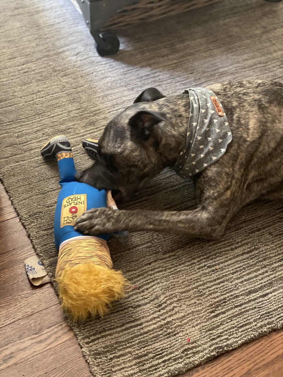 <a href="/NerdyLaura/">laura eva</a> <a href="/barkbox/">BarkBox</a> <a href="/sartytf/">Sarty</a> I think this is <a href="/fuzzutoys/">FUZZU</a> but my babe did right by it 😂