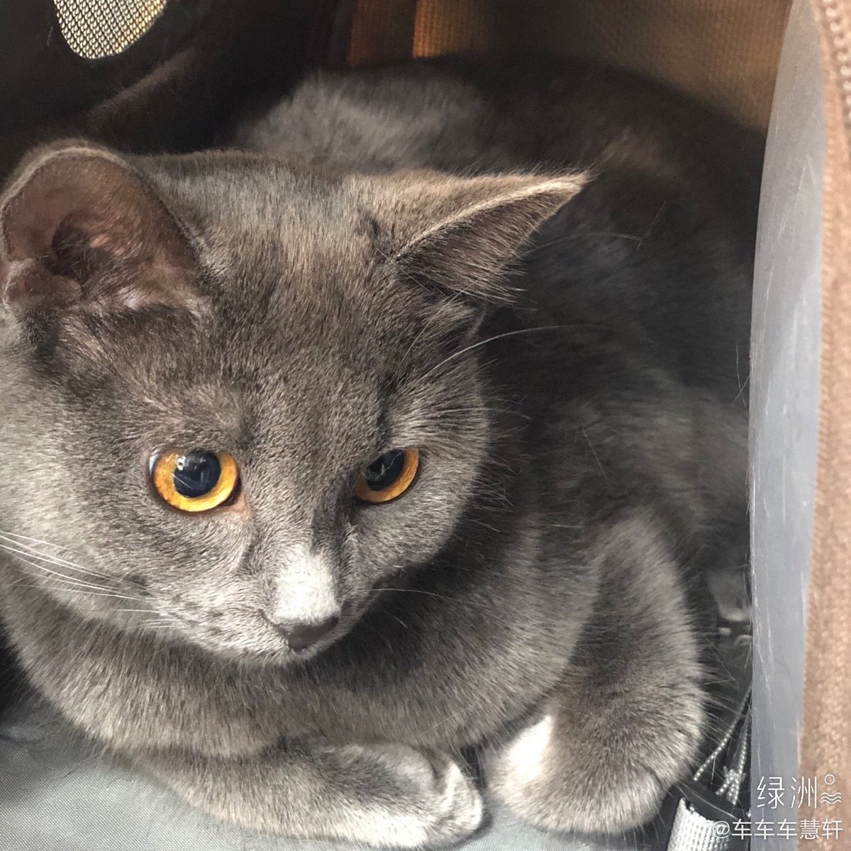 planthao_o's tweet photo. 10. Cheche adopted a kitten when one of the other qcyn trainees had to give some of his cats away! He named her Thirteen 🥺🥺#CheHuixuan https://t.co/mmZwUc9UNq