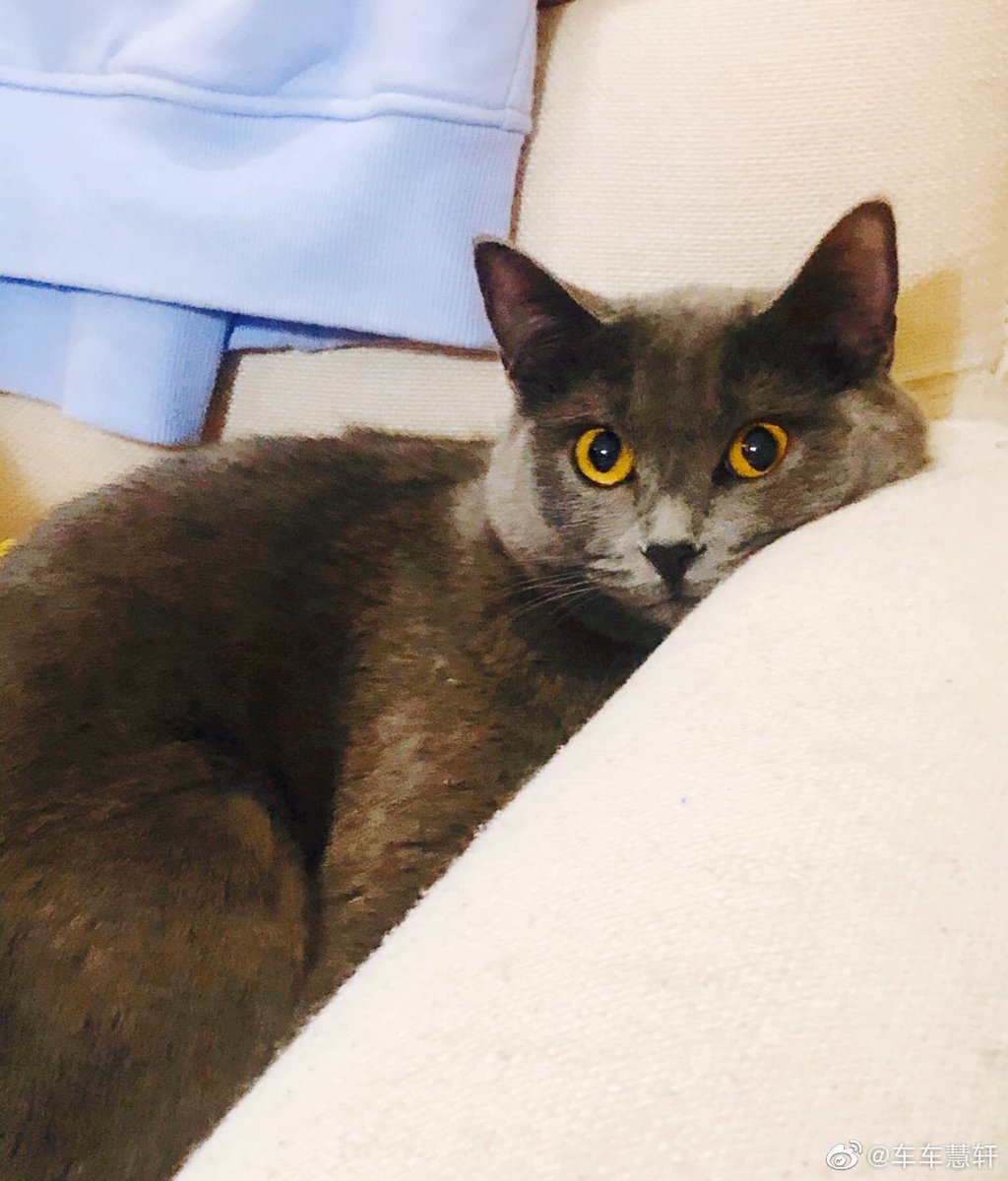 planthao_o's tweet photo. 10. Cheche adopted a kitten when one of the other qcyn trainees had to give some of his cats away! He named her Thirteen 🥺🥺#CheHuixuan https://t.co/mmZwUc9UNq