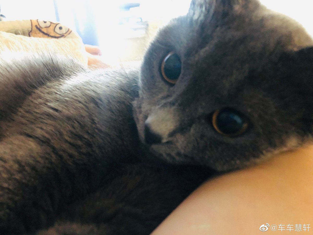 planthao_o's tweet photo. 10. Cheche adopted a kitten when one of the other qcyn trainees had to give some of his cats away! He named her Thirteen 🥺🥺#CheHuixuan https://t.co/mmZwUc9UNq
