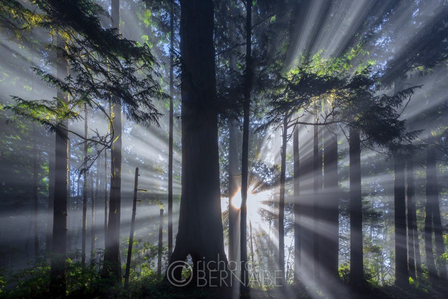 bernabephoto's tweet photo. American The Beautiful 🇺🇸 

#photography #Election2020results https://t.co/igvejumF43