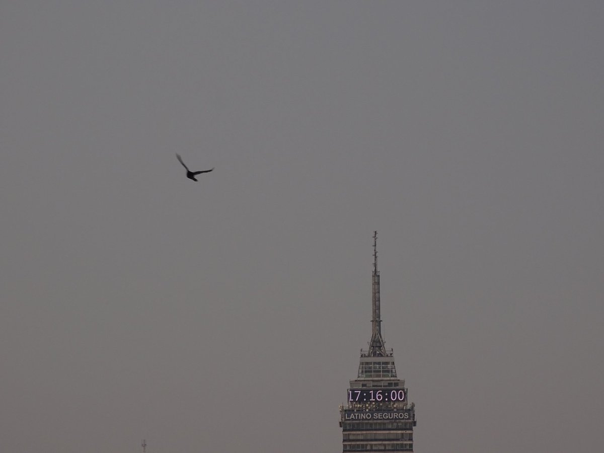 4iluj's tweet photo. #TorreLatinoamericana #ave vistos desde algún lugar de la Colonia Obrera #CDMX #BuenaTarde https://t.co/AGarPqHsUV