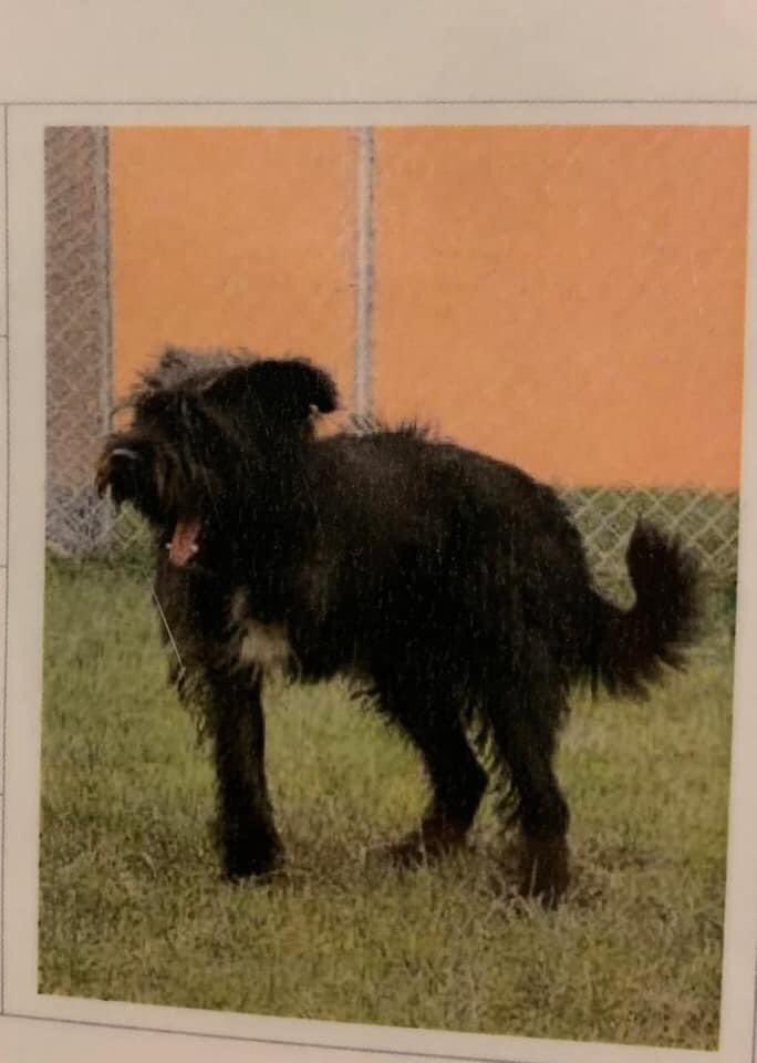 rosiedoc666's tweet photo. #Dog bolted near the #watertower Saxon Street. Ran off towards back of #BansteadManor #Cheveley #RESCUE from #China #mongrel type with only 3 legs.If found pls call Jo 07767264245
https://t.co/M1VyhgtBTk
@millypod1 @PcsharonPage @MissingPetsGB @HunnyJax @bs2510 @nikkidawn00 https://t.co/icHWdU9joj