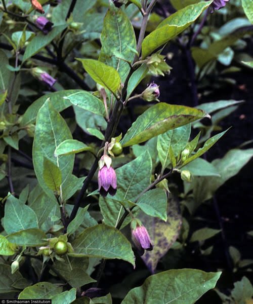 : Plus, it matched the deadly nightshade/atropa belladonna motif on her.