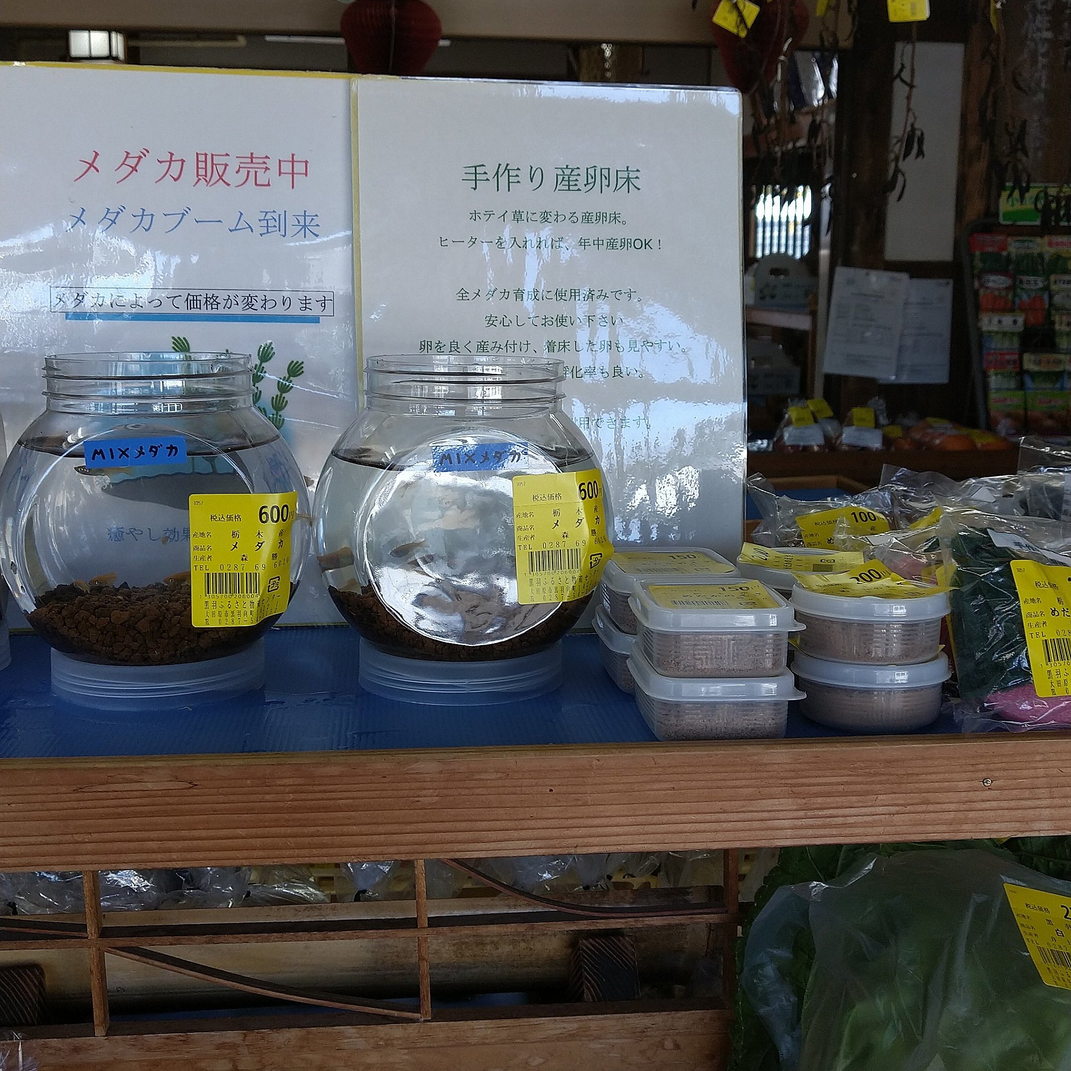 手作り産卵床 Twitter Search Twitter