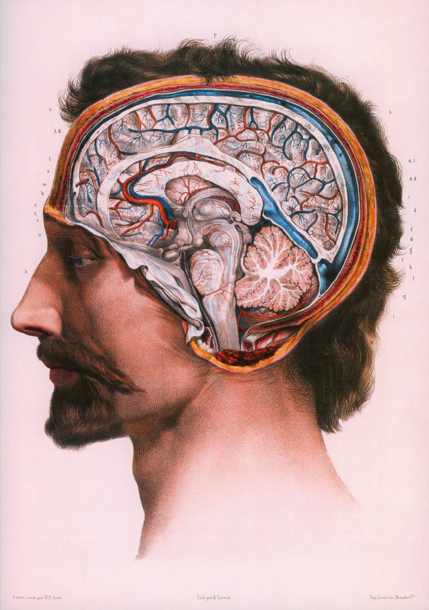 There are many vital differences between the inner universes of females, as compared to males.I urge learning all about the Hypothalamic-Pituitary-Adrenal Axis, glucocorticoids, pre- and postnatal early development, and differences in *stress response*. https://en.wikipedia.org/wiki/Hypothalamic%E2%80%93pituitary%E2%80%93adrenal_axis#Stress