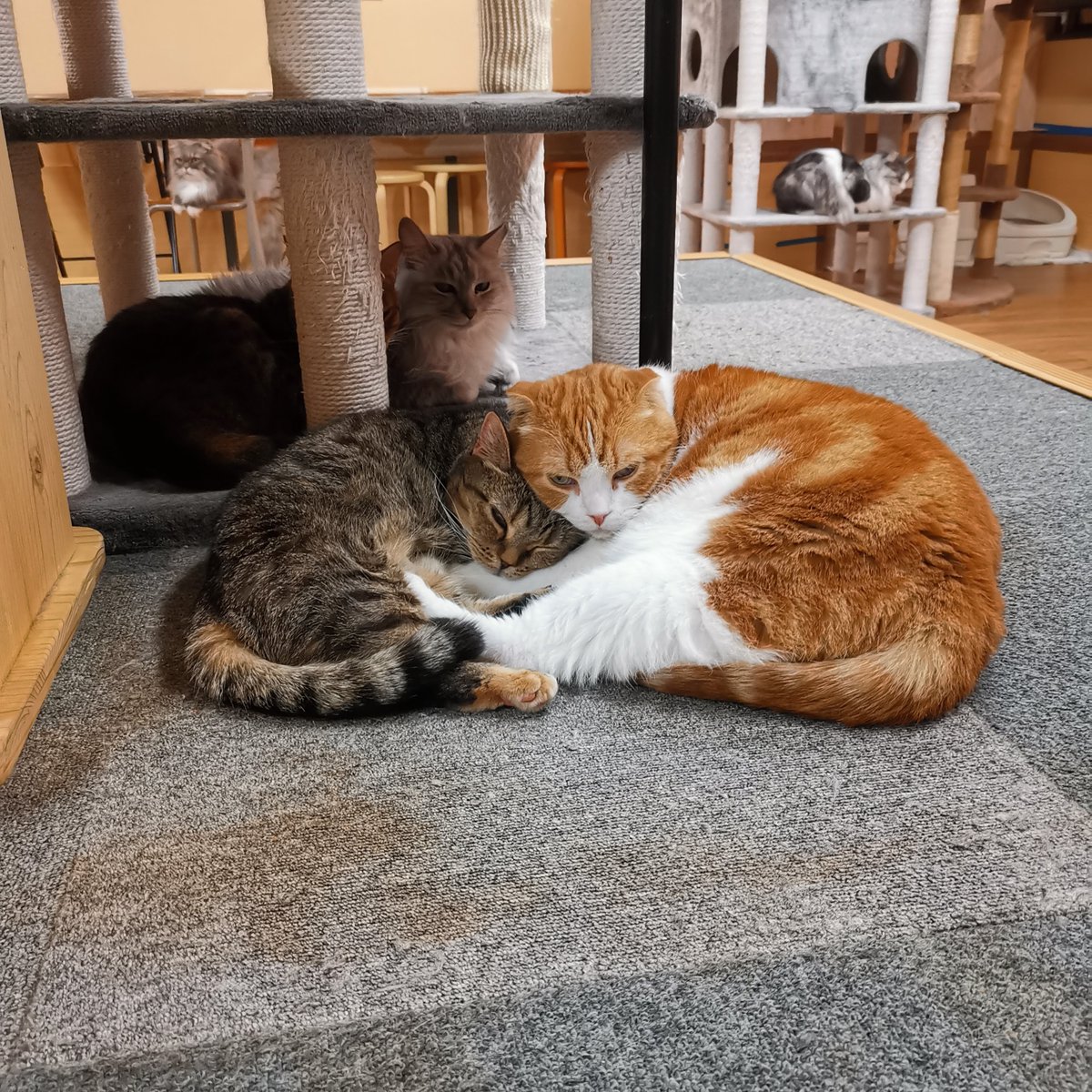 猫カフェキャッチー 営業中 アメ トム仲良しカップル 11 12は水道工事のため臨時休業です 営業11時 19時30分 受付18時30分まで マスク着用必須です オンライン猫カフェ Pococha ポコチャ ハクナ Hakuna 猫カフェ 和歌山 コロナに 猫カフェキャッチー 営業中 アメ トム仲良しカップル 11 12は水道工事のため臨時休業です 営業11時 19時30分 受付18時30分まで マスク着用必須です オンライン猫カフェ Pococha ポコチャ ハクナ Hakuna 猫カフェ 和歌山 コロナに