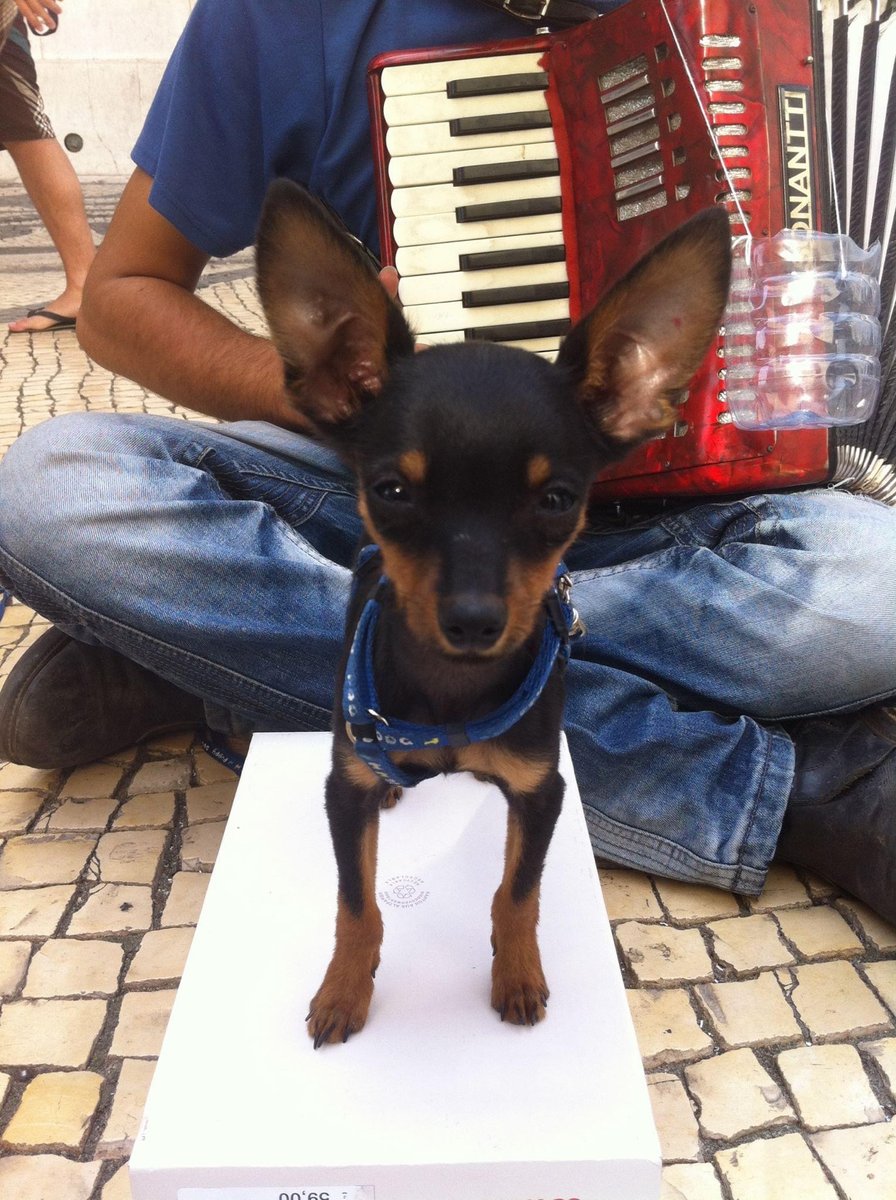 30 Days of Elaine's Travels
Portugals cutest street entertainer.  That, my friends, is a shoe box. This guy is TINY.
#Travel  #beauty #nailart #fashion #love #nailpolish #manicure #nails