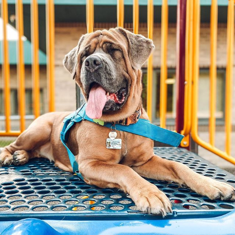 wowiedogs's tweet photo. This is Ginny Poo Poo, a simply gorgeous Cane Corso from Detroit. We are sure she is the perfect playmate at the playground!! Ginny, let's head to the slides!! πΆ π π
π· photocreds: @ginnypoopoo
#CaneCorso #Mastiff #wowiedog #wowiedogs https://t.co/qmoTwPKzqf