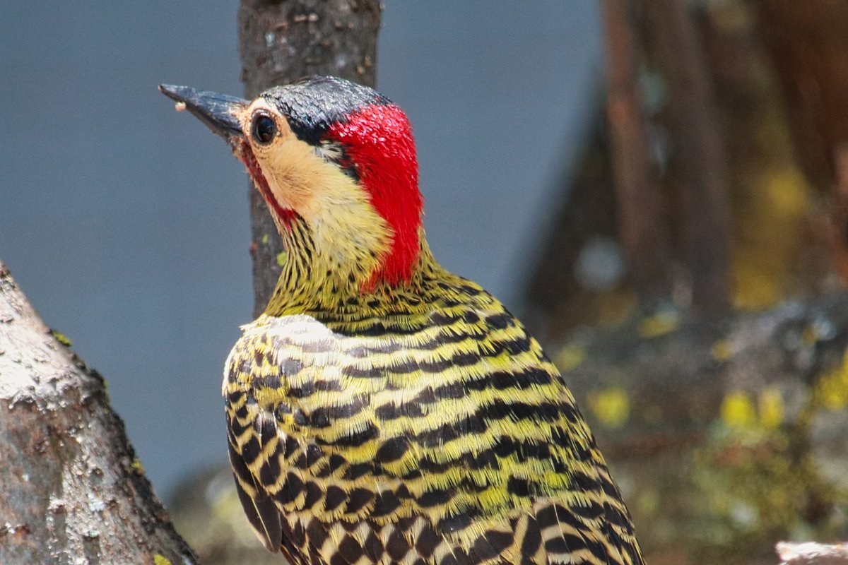 PhotoSingle's tweet photo. Green-barred Woodpecker

in Brazil: Pica-pau-verde-barrado

#photooftheday #photography 
#Birdwatching  #birds #birdphotography #birdtwitter #nature #NaturePhotography #bird #Brazil #Isolation #Tuesday https://t.co/1EoiJLt1yp