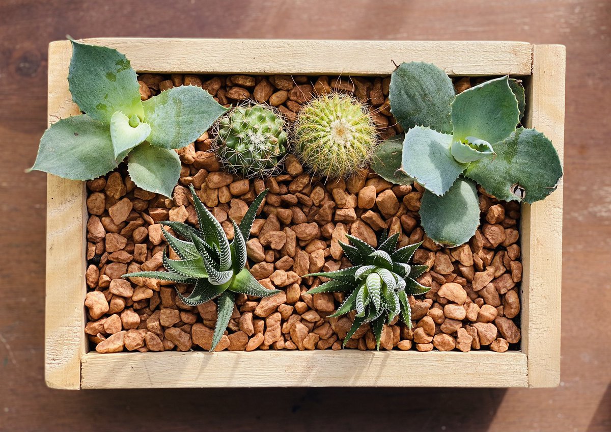 LittleLotph's tweet photo. Good morning 🌞 #littlelot lovies 💚
Here’s a new addition to our #dreamboxseries - Dreambox Dessert
#minigarden #woodenbox #boxplanter #succulentarrangement #cactus #cactusart #haworthiazebra #blueagave #beaplantparent #plantparent #plantitas #plantitos https://t.co/EsxYAVSHCZ