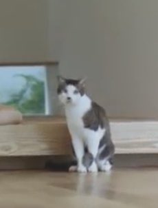 F O S O D A 住友林業のcmのネコ 最後に長澤まさみの横を通る時 めっちゃ警戒してる歩き方だってヨメが言ってる