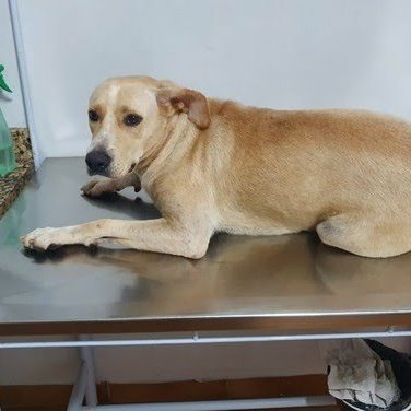 CrimesReais's tweet photo. Essa é Branquinha, uma cadela que foi filmada sendo estuprada por um candidato a vereador, que está foragido e sendo procurado pela Polícia. https://t.co/RfajprzFWQ