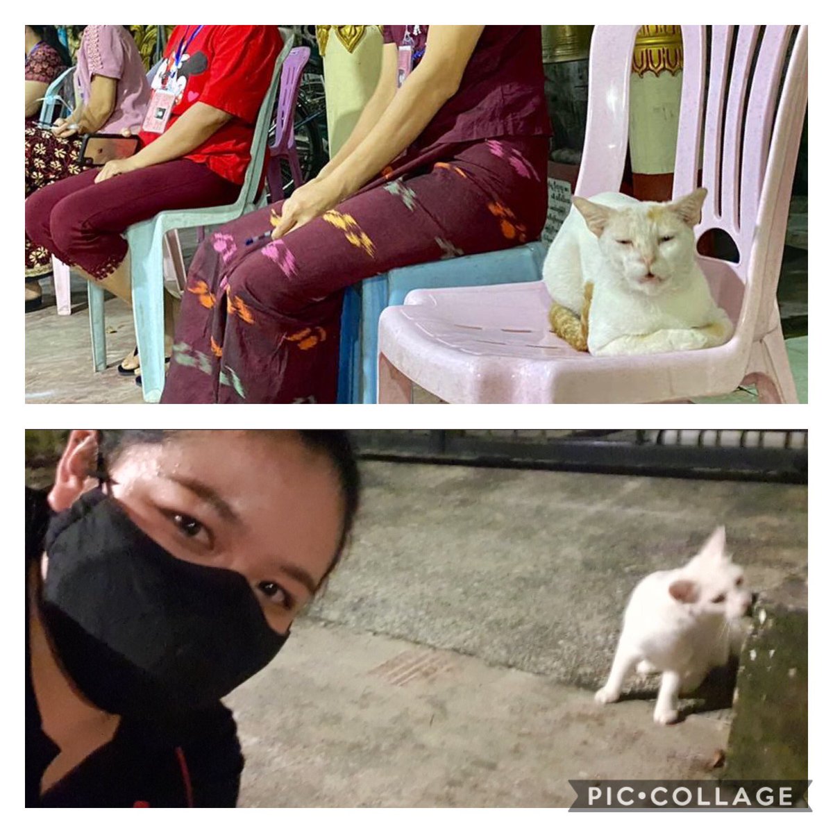 LeongWaiKitCNA's tweet image. Cats, cats... 

My teammate @_naungkham says this cat (above) is the first voter in #Yangon

@GwynethTeoCNA (below) would be amused 

Her photo went viral during #GE2020 in #Singapore