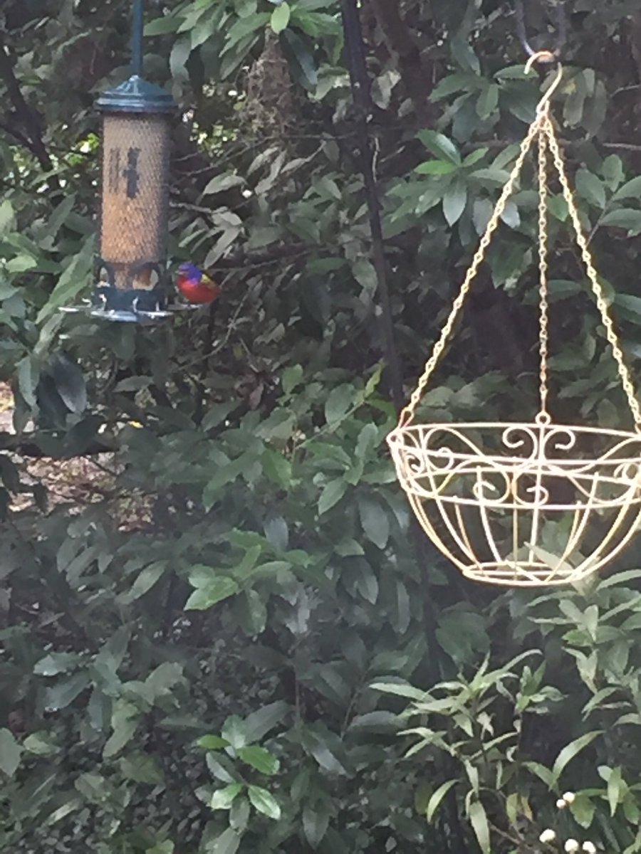 AromatherapyLiv's tweet photo. @maybekathy @ABCbirds The one here is red, purple, green, blue - he’s jumpy and hard to get a good photo. The females are green with pale yellow underbelly. https://t.co/0vd2gUTEZJ