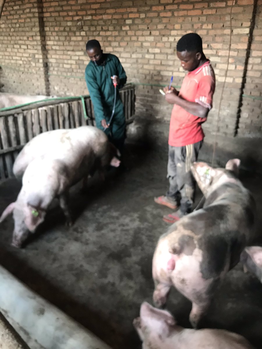 mukajuru's tweet photo. @YEAN_Rwanda @RwamaganaDistr @rajregis1 @ryaf_agribiz @DOTRwanda @MastercardFdn @RwandaAgri @FAORwanda @DLEC_COP @AGRAAlliance @g_mukeshimana Mukomezaho dushyigikirane muri uyu mwuga mureke tuwunoze utubyarire inyungu twitubakire igihugu https://t.co/BaG7R5ZfqK