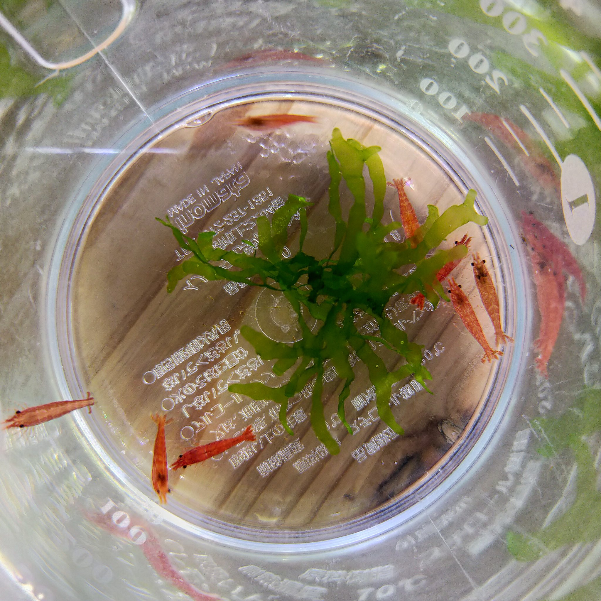 ビバアクア エビ買ったんだけどこのワカメみたいなのなにか分かる人おる 増やせるのかな