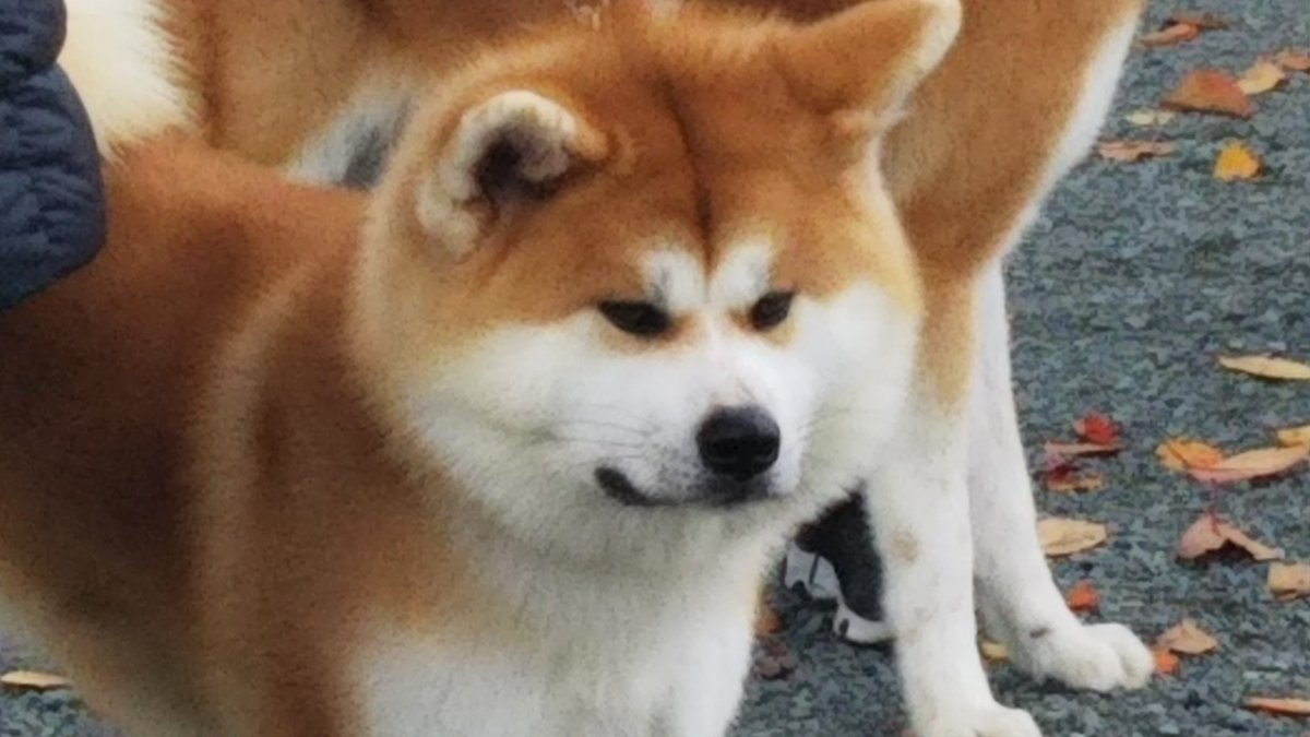 Rie 審査会の場所では みんなシュッっと立ってポーズ決める 秋田犬はやっぱりかっこいいな O O Rie 審査会の場所では みんなシュッっと立ってポーズ決める 秋田犬はやっぱりかっこいいな O O
