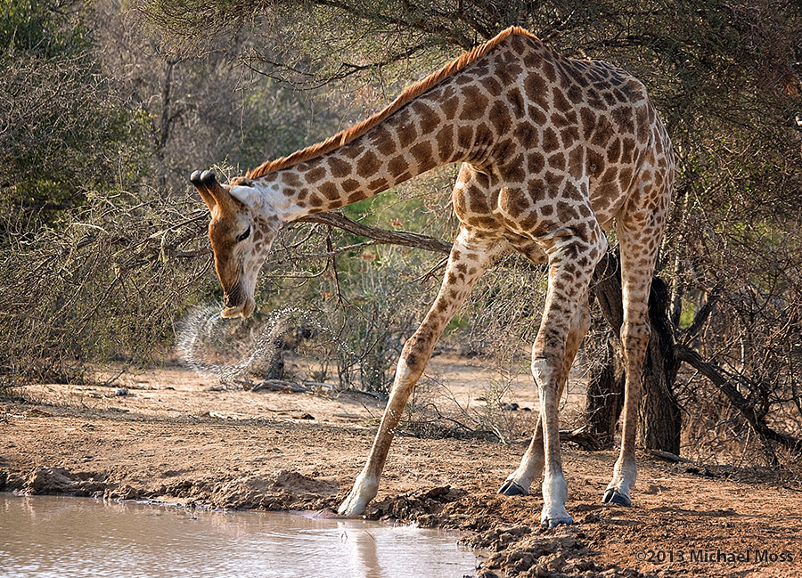 mytmoss's tweet photo. #wildearth Giraffe spray https://t.co/N26DY2JfL2