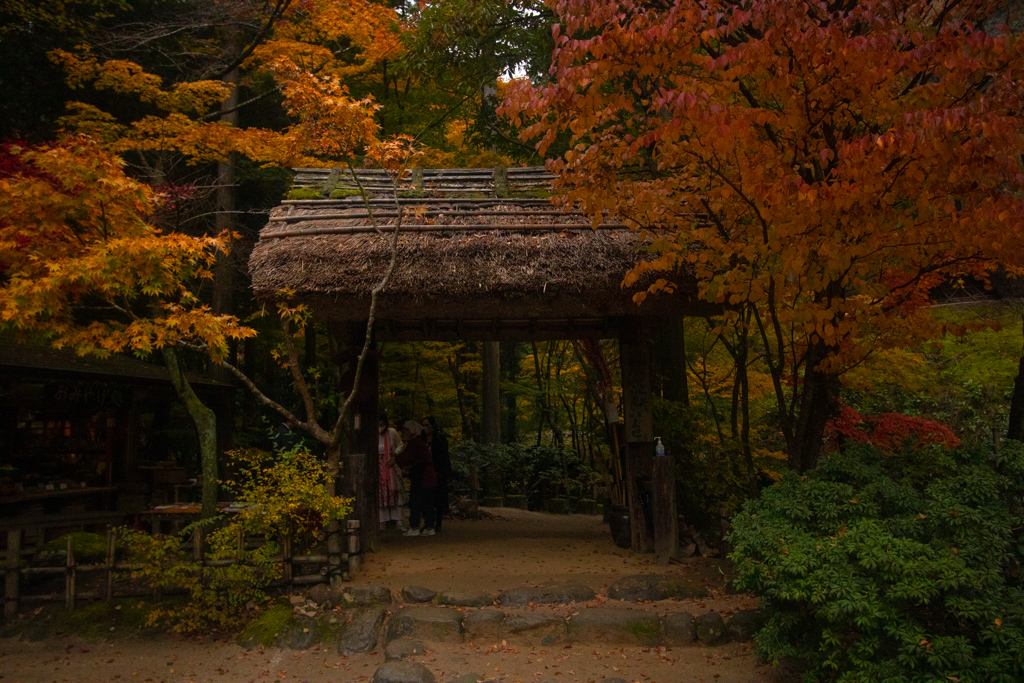 Sawa shrine in the Yazu district, Tottori is really nice. You arrive to autumn leaves and random chickens running around. The air is fresh, and the food is all from local farms and tastes incredible. It definitely has Studio Ghibli vibes.