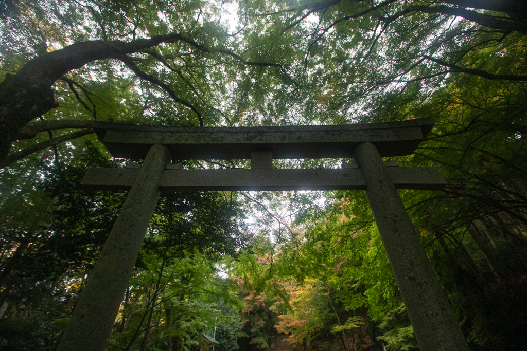 One of them was situated in a dense forest and up a long, mossy staircase. You're greeted by the usual giant stone torii. The place has super old vibes, but the area, including the shrines, are clearly being well-maintained by somebody. #Tottori  #Chizu