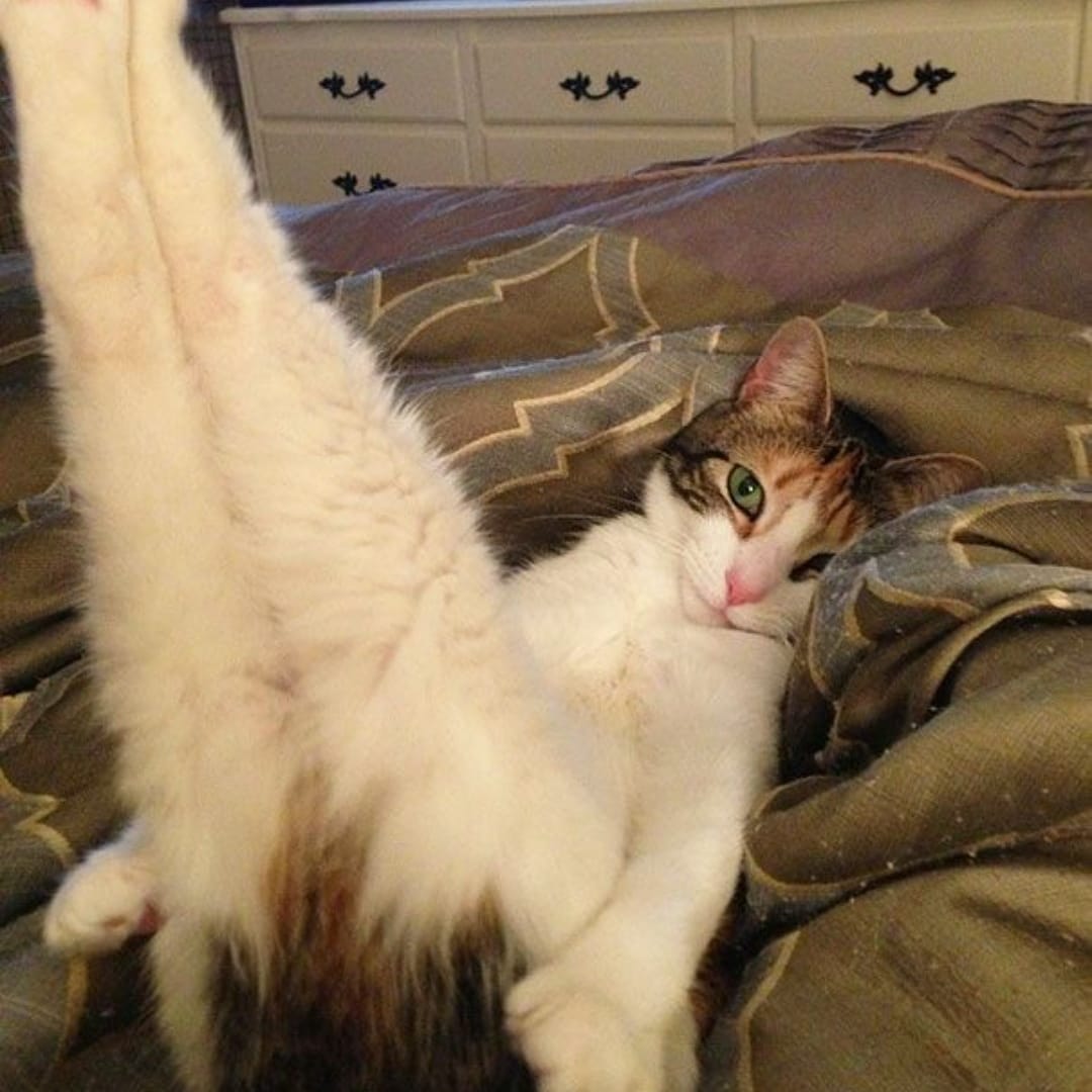 Thelastmeow1's tweet photo. Cat Pawn

Cat Pawn

#sexycat #sexycats #SexyCatches #sexycatgirl #sexycatlady #funnycatvideos #catsofinstagram #sexykitty #sexkitten #cats #kittylife #kiitycat #kevinthebastard #coolcat #coolcats https://t.co/JNRJ8ifW77