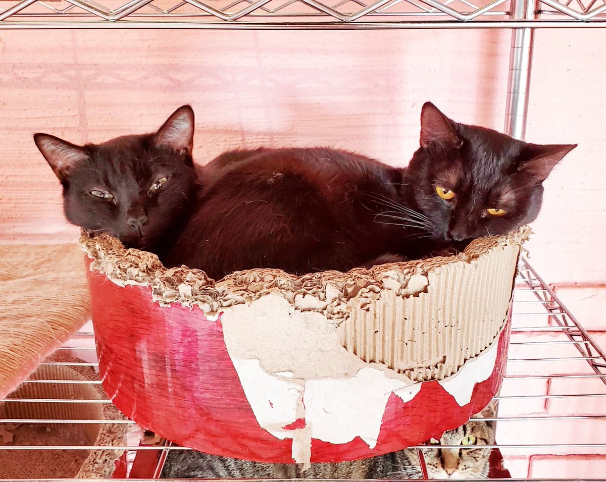 YouCafe6's tweet photo. お久しぶりです🐱
保護猫ちゃんが覗けなくなったYouCafeは、ただいま占いCafeとして営業中です🎶

占い師さんは日替わりで、店内で占いをしてもらえます。
🔮20分 2,500円(ワンドリンク付)
※占い受付12:00-18:00

保護猫ちゃん達はお店に出てはいませんが、元気に毎日運動会してますよー😸💖
#YouCafe https://t.co/5m0iLxX7IC