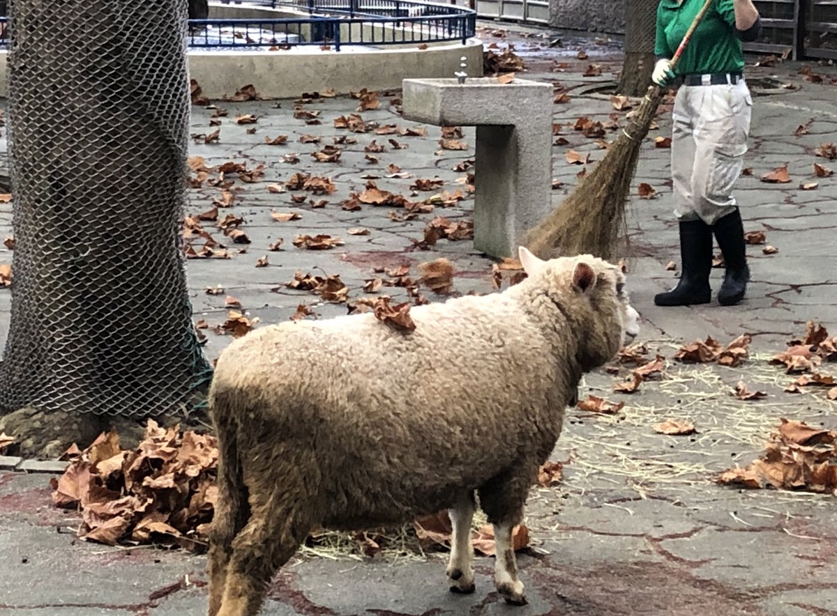 千葉市動物公園 公式 Twitter પર この時期は 落ち葉の多くなるヤギ広場 スタッフは掃き掃除が大変 集めた落ち葉をベットにするヤギも 羊は背中に葉っぱを乗せていますが気付いてない様子です ギ 千葉市動物公園 子ども動物園 シバヤギ コリデール 千葉市動物公園 公式 Twitter પર この時期は 落ち葉の多くなるヤギ広場 スタッフは掃き掃除が大変 集めた落ち葉をベットにするヤギも 羊は背中に葉っぱを乗せていますが気付いてない様子です ギ 千葉市動物公園 子ども動物園 シバヤギ コリデール