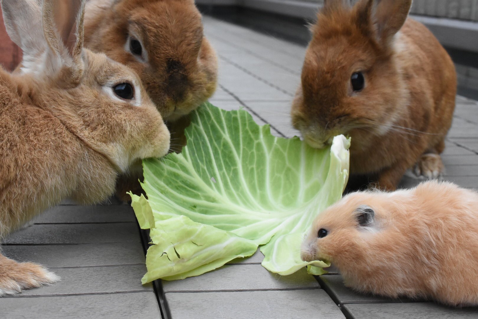 3匹のうさぎ キャベツ1